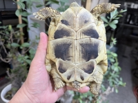 クリックで拡大画像表示